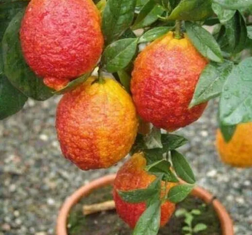 Limone rosso"Citrus limonimedica pigmentata" pianta adulta in vaso ø20 cm Agrumi di Sicili...