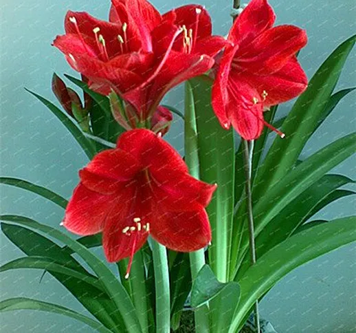 piante Big Vero Amaryllis Bulbi Indoor & Outdoor in vaso Fiori, bulbi da fiore tasso di so...