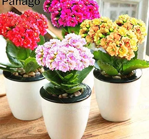 SANHOC 100pcs / Bag Kalanchoe pianta (Kalanchoe Blossfeldiana Poelln.) Piante Fiori Longev...