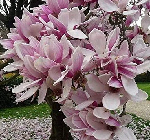5 chiaro Viola Bianco Magnolia semi del giglio Fiore Albero Fragrant Magnol liliiflora