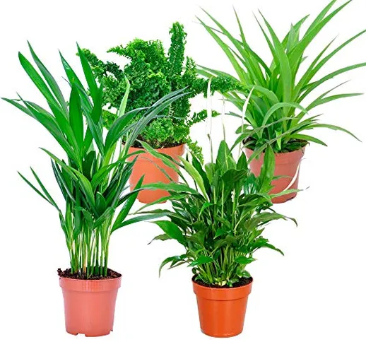 Mix 'Air So Pure' | Set di 4 piante depurative | Chlorophytum, Areca, Spathiphyllum, Nephr...