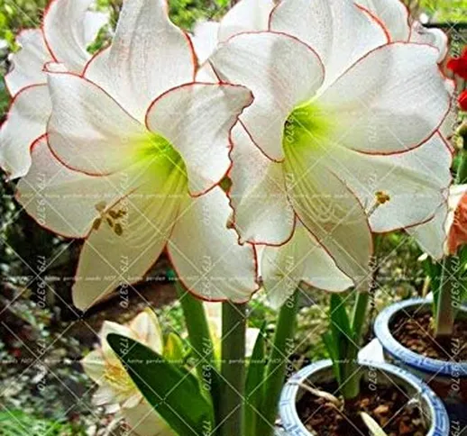 Shopmeeko 1 Big Seed True Amaryllis Seeds Not Bonsai Flower Seeds,Hippeastrum Flowers seed...