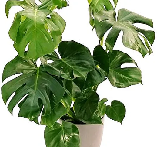 PHYLODENDRON PERTUSUM, MONSTERA DELICIOSA, IN VASO CERAMICA ANTRACITE, pianta vera