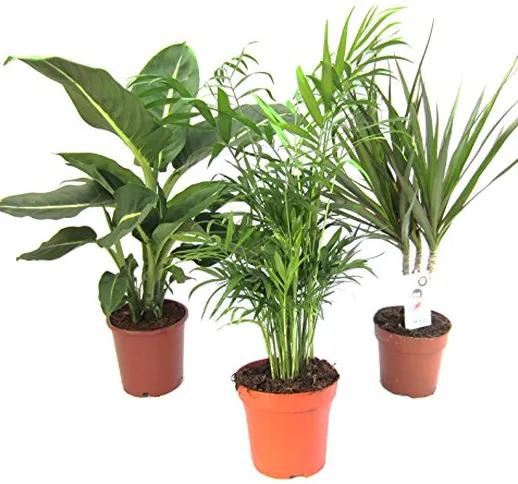 Amazon.de Pflanzenservice - Set di 3 piante da interni, 1 x Dieffenbachia, 1 x Chamaedorea...