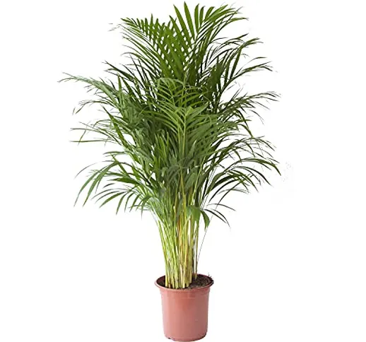 Pianta d'appartamento da Botanicly – Palma Areca – Altezza: 120 cm – Areca dypsis lutescen...