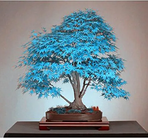 Bonsai di acero semi blu semi dell'albero. cielo blu rara giapponesi piante semi di acero...