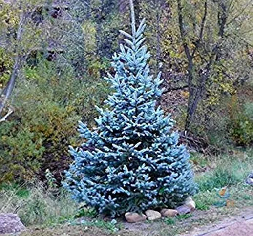 50seeds / bag I veri Colorado Blue Spruce Albero semi-Picea pungens -Bonsai piante in vaso...