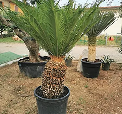 Cicas"Cycas revoluta" palma pianta in vaso ø24 cm