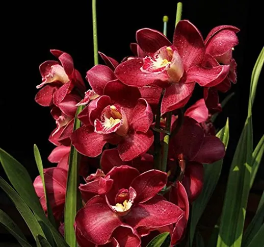 Kisshes Giardino - 50pcs Rare Seeds Cymbidium Orchid Flower Seeds Indoor decorazione della...