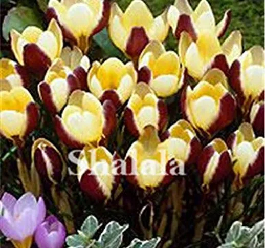 SANHOC 100 Piante Pz T Crocus Zafferano Bonsai Zafferano (Non Zafferano Bulbi) Fiore Gioia...