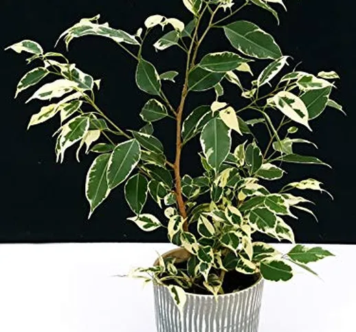 FICUS BENJAMIN VARIEGATO IN VASO CERAMICA, pianta vera