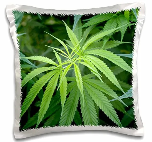 Danita Delimont - Plants - Close-up view of marijuana plant, Malkerns, Swaziland. - 16x16...