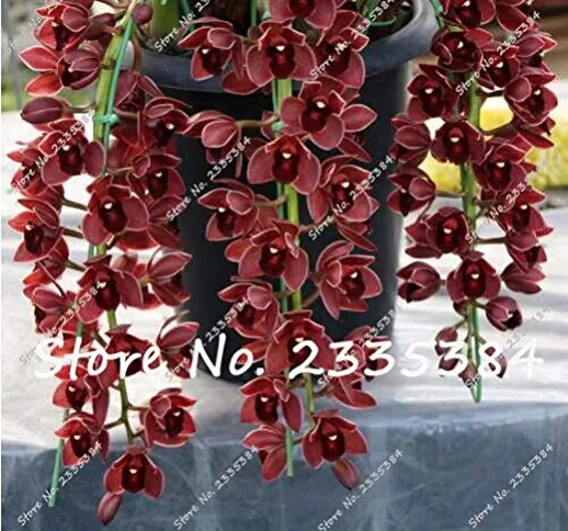 120 pezzi semi di fiori di orchidea cymbidium cinese rosso scuro semi di fiori in vaso sem...