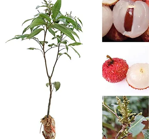 Steellwingsf Semi Di Frutta Per La Casa, 20 Pezzi Semi Di Litchi Liquique Lychee Garden Bo...