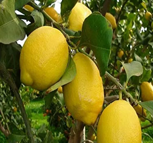 pianta di Limone 4 stagioni o Lunario albero di limone rifiorente in vaso Età 2 anni piant...