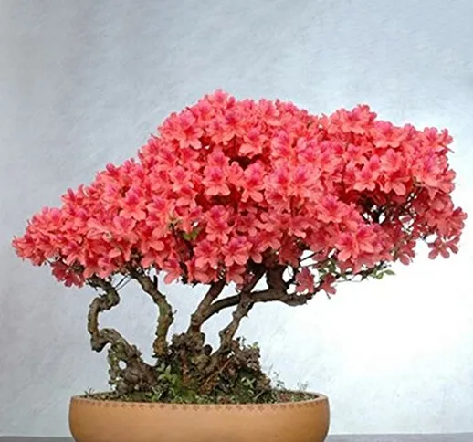 Semi di Fiori perenni a Crescere, Mountain Azalea rododendro in Vaso Piante Rare Bonsai Gi...