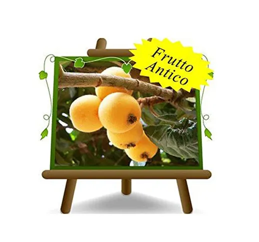 Nespolo del Giappone - Pianta da frutto antico su vaso da 20/22 - max 120 cm - 2 anni