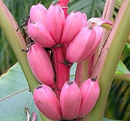 Semi Banano frutto raro Semi Mini Bonsai Rosa Banana Musa Velutina Sementes da Fruta Garde...