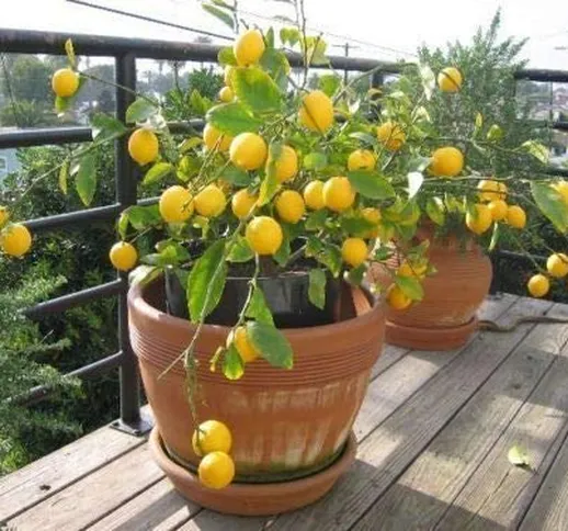 GETSO 30PCS Limone in Vaso Bonsai commestibili Frutta Bonsai Nano Lemon Tree Indoor Plant...