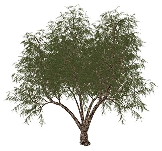 The French tamarisk (Tamarix gallica) tree, isolated on white background Poster Print (13...