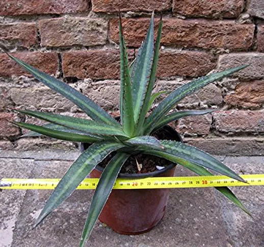 Agave funkiana var. blue form 40 cm, cactus, pianta grassa