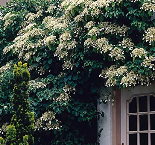 2x Hydrangea anomala | Ortensia rampicante bianca | Altezza 55-65 cm | Vaso -Ø 15 cm