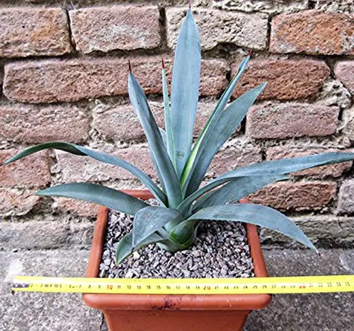 Agave polyacantha 30 cm, cactus, pianta grassa winter hard, resistente fino a 0° C