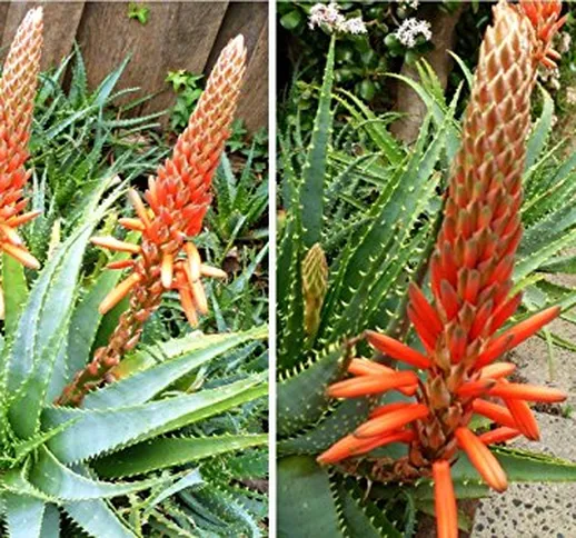 10 semi di albero Aloe Seeds (Aloe Arborescens) di fioritura perenne Succulent- medicina p...