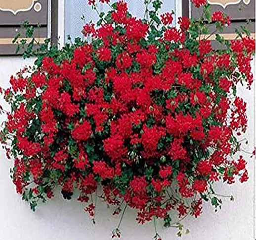 Kisshes Giardino - raro semi gerani appesi gigante pelargonium balcone fiori semi bonsai p...