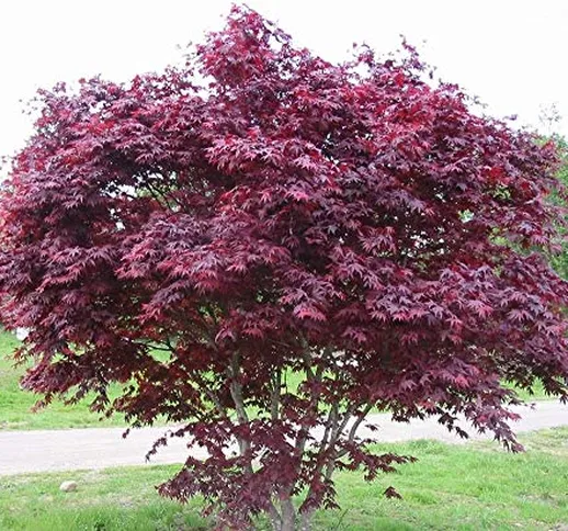 Acero Rosso Giapponese"Acer Palmatum Bloodgood" in vaso ø20 cm