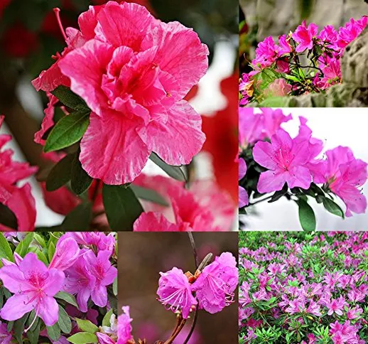 Semi di Azalea, 10 pezzi perenni arbusti Azalea rododendro semi bonsai fiori piante da gia...