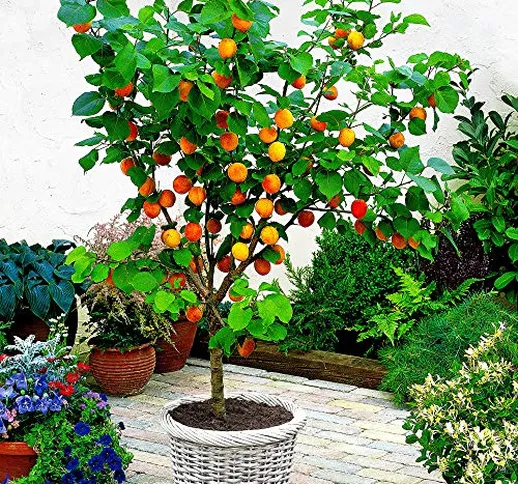Prunus armeniaca DWARF | Albicocco nano | Albero da frutta | Piante a radice nuda