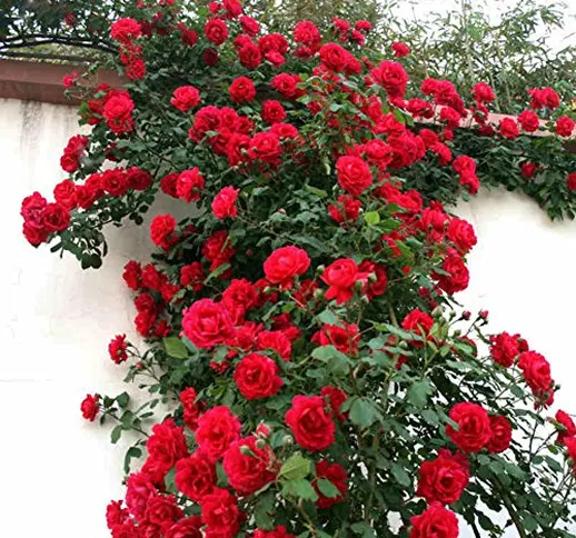ZHOUBA - Semi di rosa rossa per piante da giardinaggio, 50 semi di rose rosse fai da te pe...