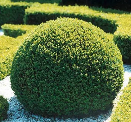 1 PIANTA DI BUXUS SEMPERVIRENS VASO 17CM bosso