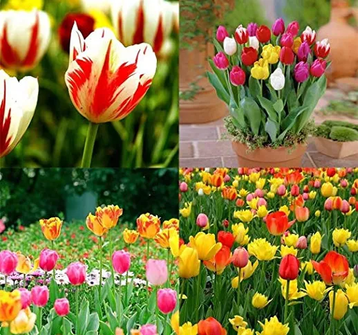 Inkeme Giardino - 100 pezzi Tulipani arcobaleno Semi Semi di fiori colorati Miscela Bonsai...