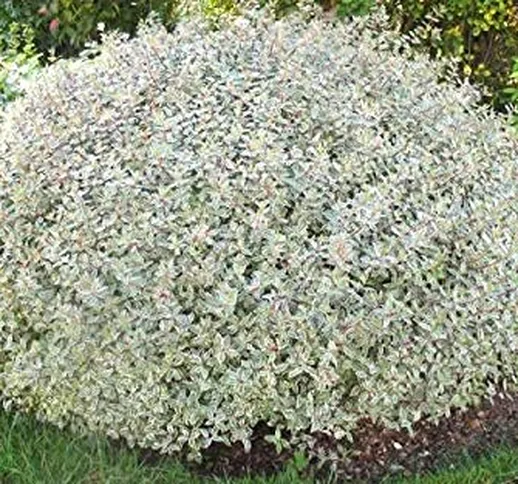 PERAGASHOP 1 PIANTA di ABELIA GRANDIFLORA Confetti Vaso 17CM