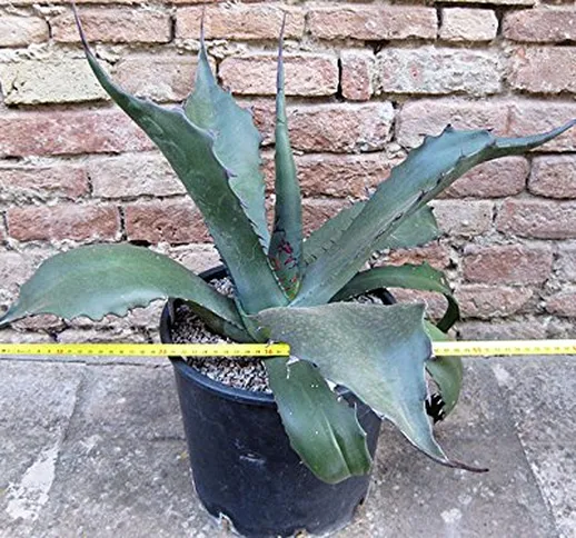 Agave ferox 60 cm, cactus, pianta grassa