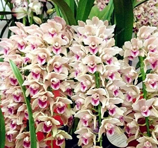 GETSO 2 pc/Sacchetto Cymbidium Bulbi Fragrante Orchid Bonsai Colore dell'arcobaleno Fiori...