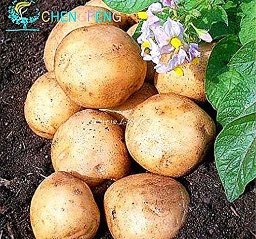 Shopvise 50 pc di patate Semi di nutrizione vegetale verde per la casa & Amp; Giardino sem...