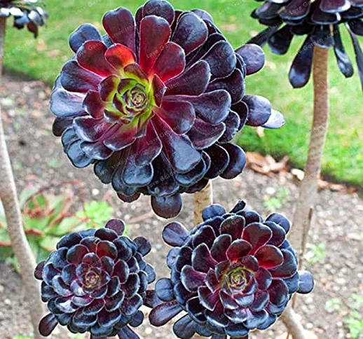 Pinkdose Rare Aeonium arboreum Bonsai Atropureum Bonsai Piante Indoor Bonsai Fiore Per La...