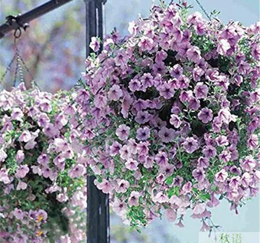 JJ.Accessory - Semi di petunia perenni in vaso, per decorazione fai da te, casa, giardino,...
