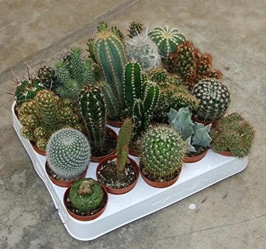 piante grasse mix cactus e succulente mix da 20 pz vaso diametro 5 MONDONATURA SRL