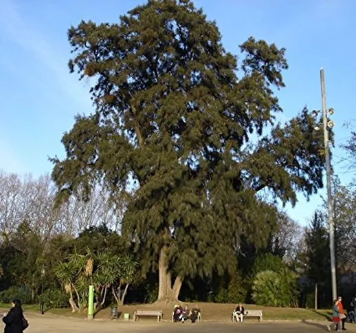 Fiume She-Oak, Casuarina cunninghamiana, semi di albero (veloce, Evergreen) 50
