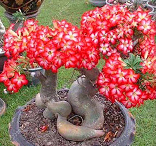 5 pc/sacchetto Rare Deserto rosso semi della Rosa Balcone Bonsai ornamentali Fiori Adenium...