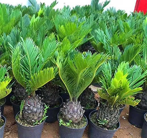 Cycas Seme per piante da giardinaggio, 1 pezzo di Cycas semi in vaso, bonsai, balcone, gia...