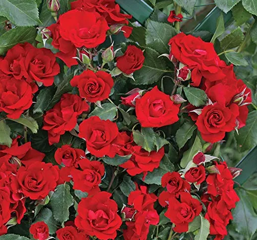 Roter Korsar®, rosa rampicante in vaso di Rose Barni®, pianta rifiorente Treillage®, altez...