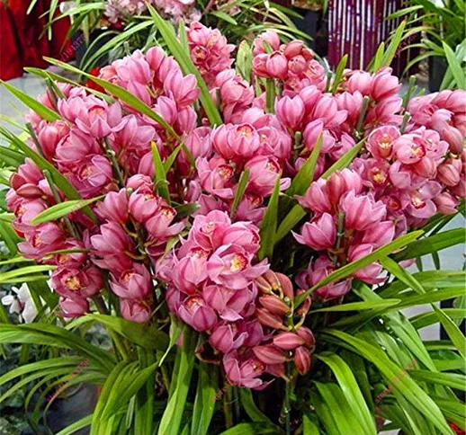 100 pezzi di piante di orchidea cinese Cymbidium semi di orchidea interna vaso di fiori se...