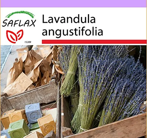 SAFLAX - Lavanda - 150 semi - Lavandula angustifolia