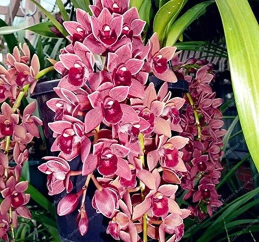 2 pc/Sacchetto Cymbidium Bulbi Fragrante Orchid Bonsai Colore dell'arcobaleno Fiori Cymbid...