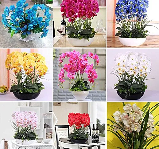 Bemall - Phalaenopsis orchidee 100pcs semi Bella giardino bonsai balcone fiore farfalla se...